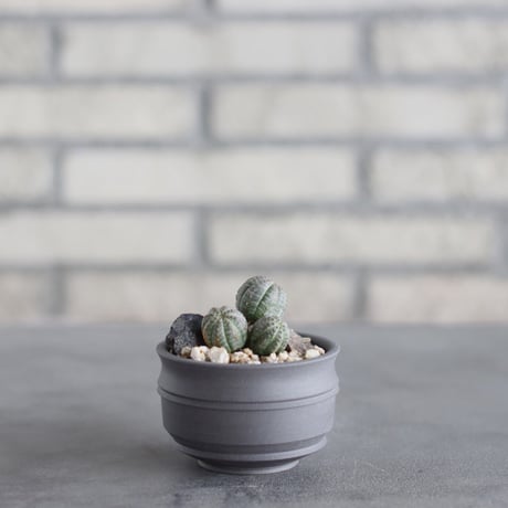 Euphorbia obesa  × takero pot (2.5号)  no.621/65