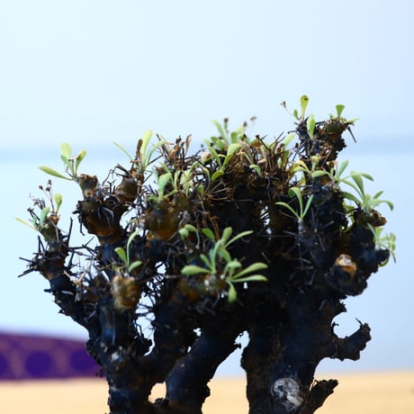 N/OH × Othonna  euphorbioides   no.61858
