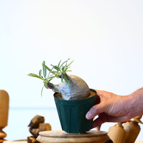パキポディウム  グラキリス / Pachypodium  gracilius   no.52805