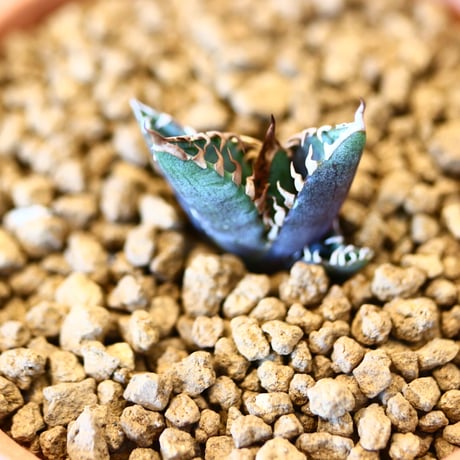【9/9入荷未発根未活着ベアルート植込み】 Agave titanota redcat weezle. no.91766