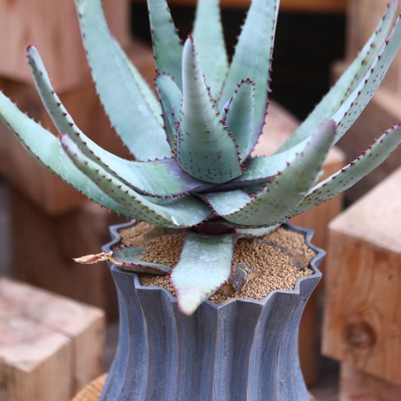 アロエ コニフェラ / Aloe conifera no.31953 | 芽の巣山