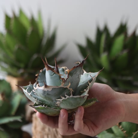 U.S. personal collection Blue (Agave titanota blue) / Style of Chika　no.1206-45