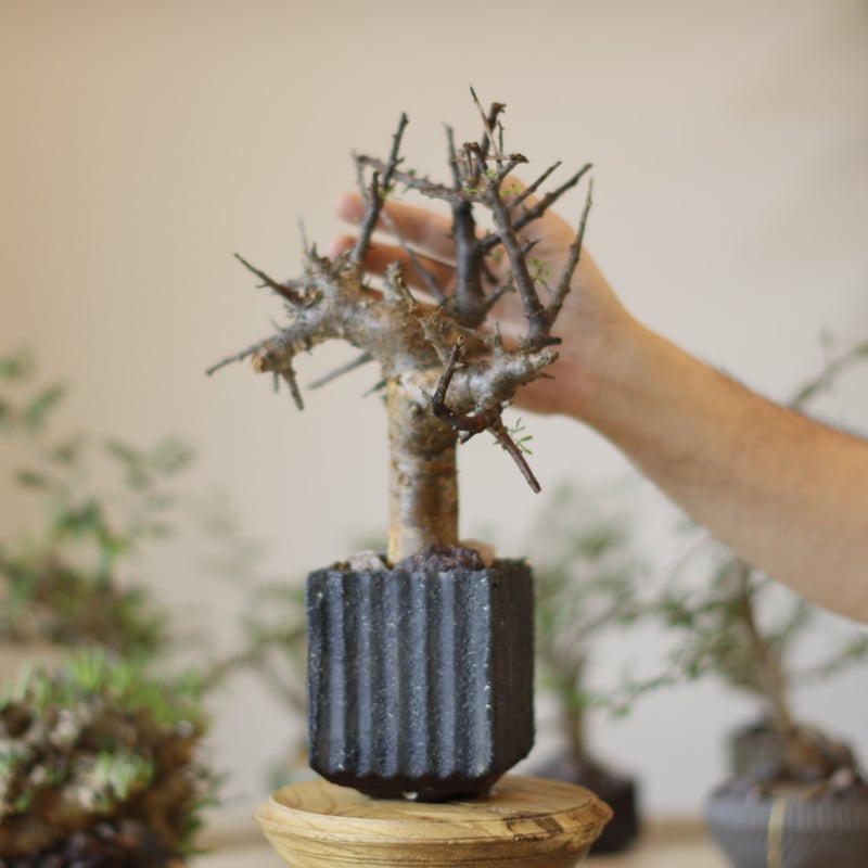 Commiphora foliacea × soso(3号) no.1123/8 | 芽の巣山