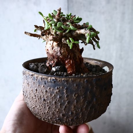 ケラリア  ピグマエア    Ceraria pygmaea  no.017