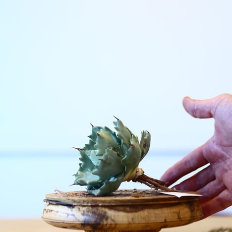 Agave Isthmensis / Style of Chika   no.1015/91