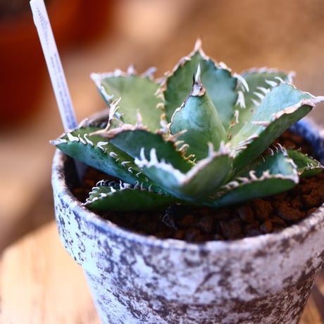 YAMABACHI ver. takero pot × Agave titanota "Filigree crested  no.102245