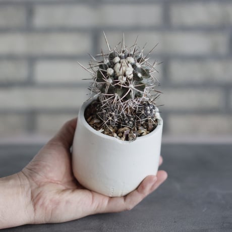 Copiapoa carrizalensis (3号)  no.510/59