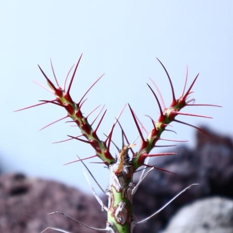 フォークイエリア   プルプシー    Fouquieria purpusii  no.32903