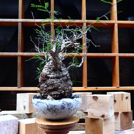 オペルクリカリア  パキプス／Operculicarya  pachypus     no.80844