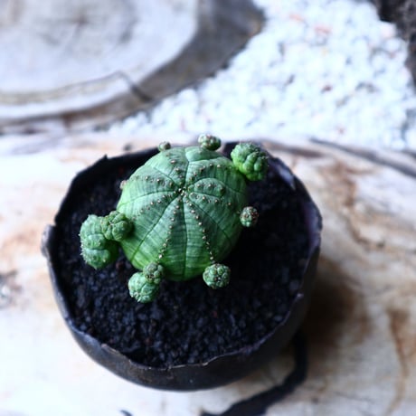 ユーフォルビア  仔吹きオベサ     Euphorbia obesa　no.71407
