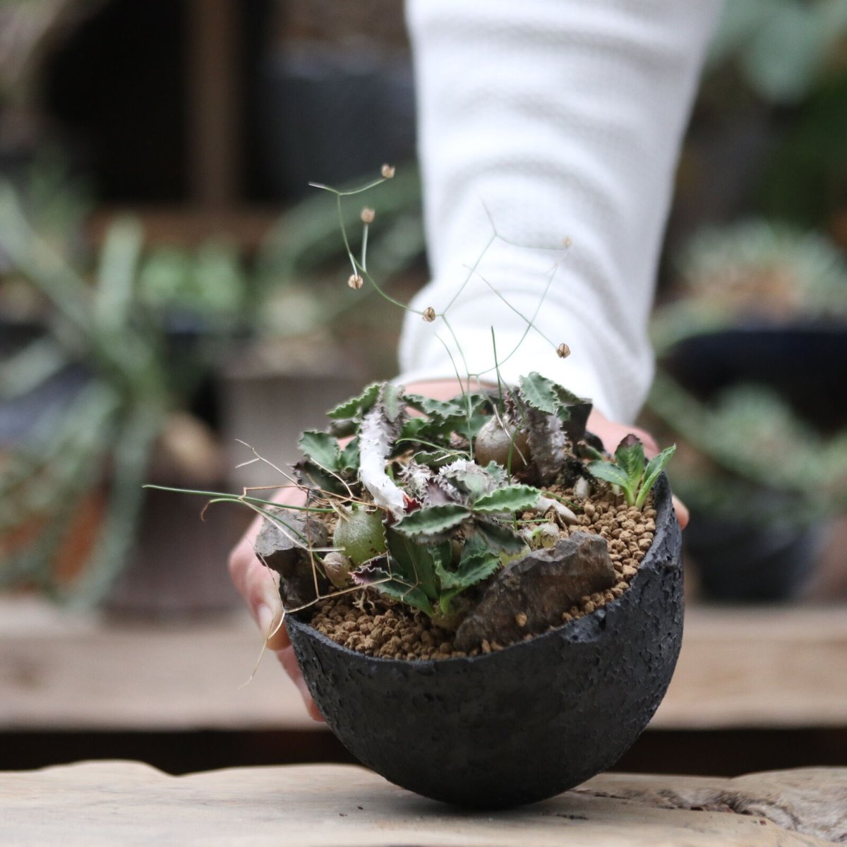 ユーフォルビア デカリー／Euphorbia decaryi no.100925 | 芽の巣山