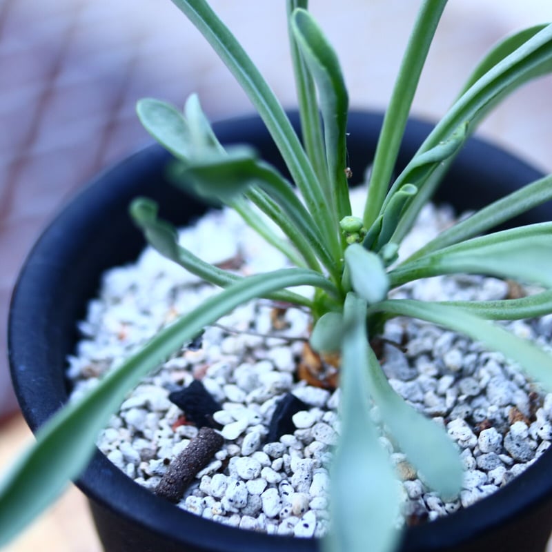 オトンナ レピドカウリス 実生 Othonna lepidocaulis