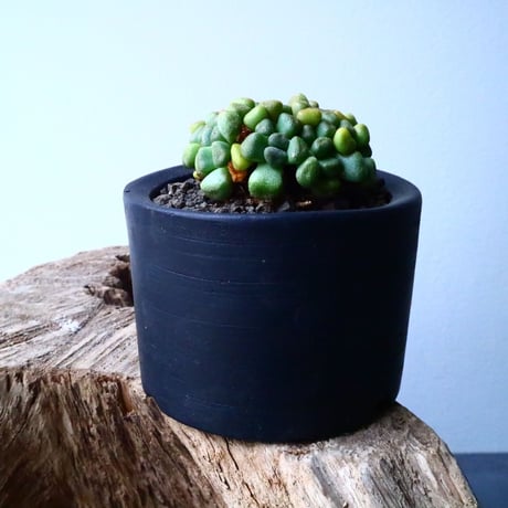アロイノプシス  スクーネーシー   Aloinopsis schooneesii   No.007