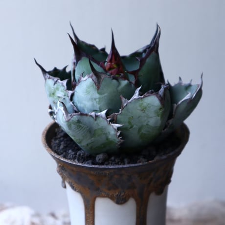 アガベ チタノタ　ブラック＆ブルー  Agave titanota black&bule    no.51909