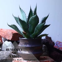 アガベ  ブルーグロー  ×  コロラータ　 Agave  blue glow  ×  colorata    no.42675