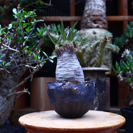 パキポディウム  グラキリス／Pachypodium  gracilius       no.60603