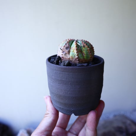 ユーフォルビア  バリダ  hyb   Euphorbia valida  hyb   no.60201