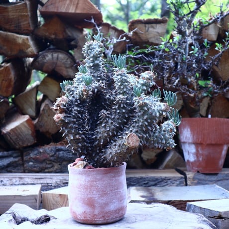 チレコドン  ワリチー   Tylecodon wallichii   no.42504