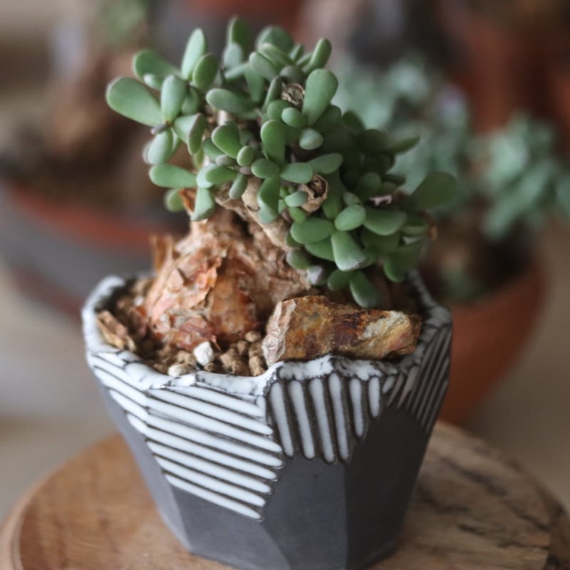 Ceraria pygmaea × N/OH no1115-16 | 芽の巣山