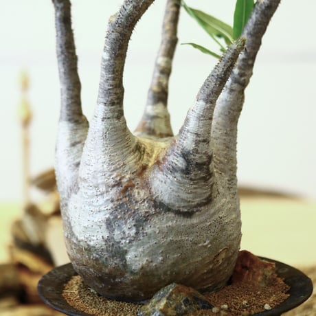 パキポディウム  グラキリス / Pachypodium  gracilius   no.52108