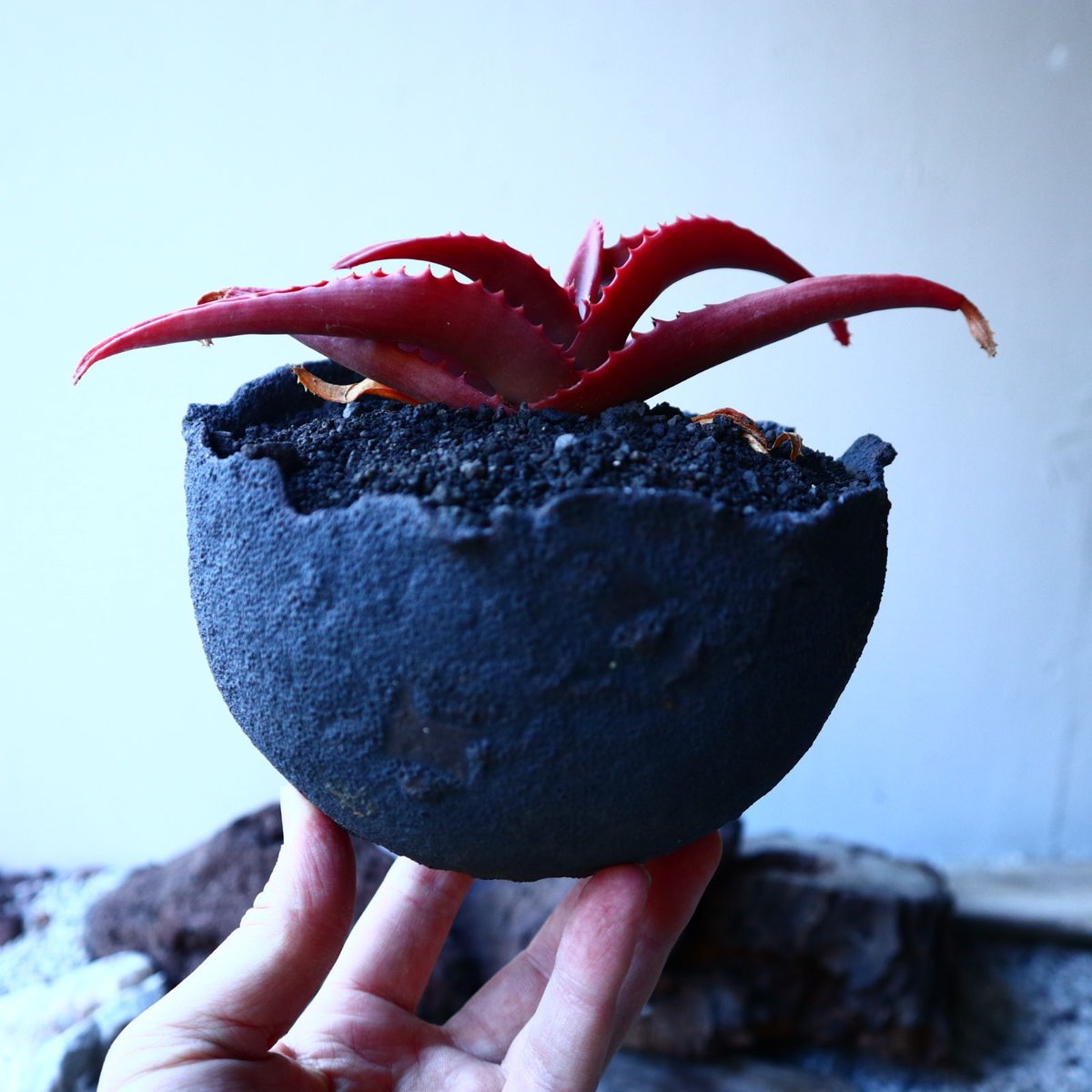 アロエ バンバレニー Aloe vanbalenii no.30102 | 芽の巣山