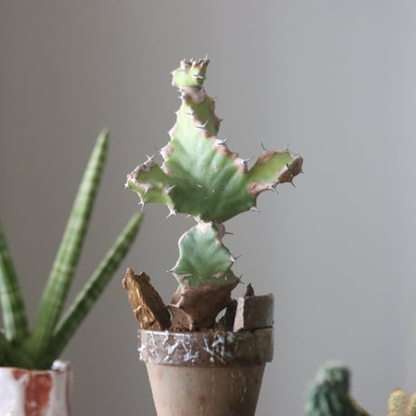 Euphorbia tortilis × YAMABACHI var.六本芽    no.51913