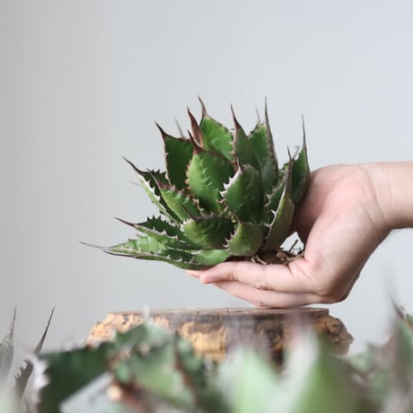Agave horrida / Style of Chika　no.42155