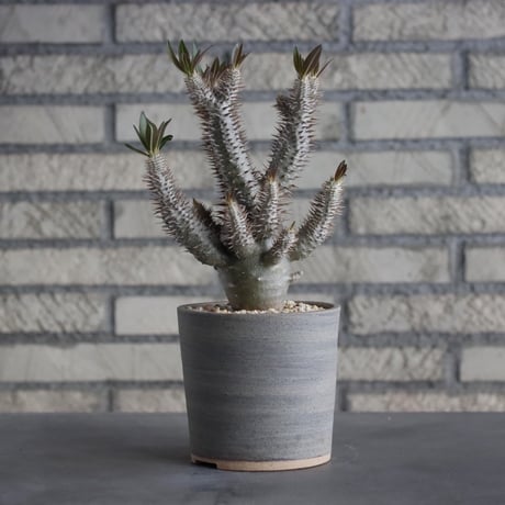Pachypodium Inopinatum × BIZENBACHI (3.5号)  no.315/2