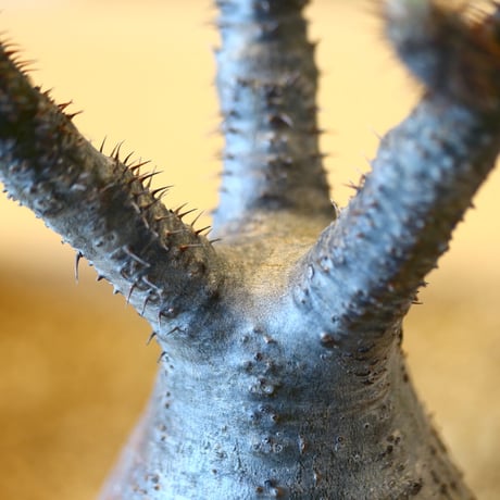 パキポディウム  グラキリス / Pachypodium  gracilius   no.80611