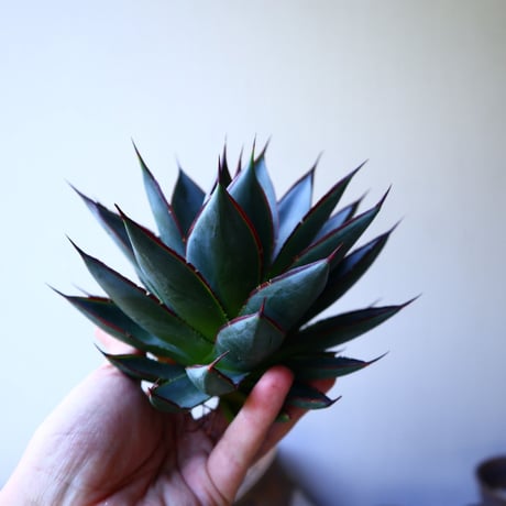 アガベ   ブルーグロー    Agave 'Blue Glow'r   no.42815