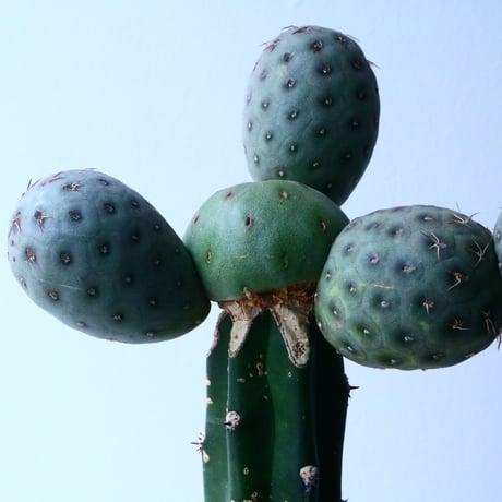 テフロカクタス    ゲオメトリクス   Tephrocactus geometricus  No.031