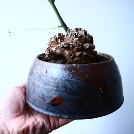 ディオスコレア   亀甲竜    Dioscorea elephantipe  No.013