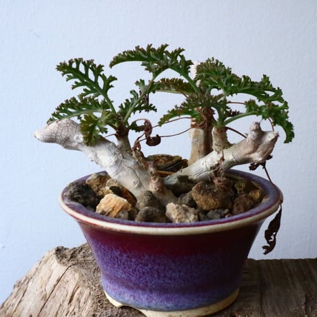 ペラルゴニウム   カルノーサム   Pelargonium carnosum  No.010