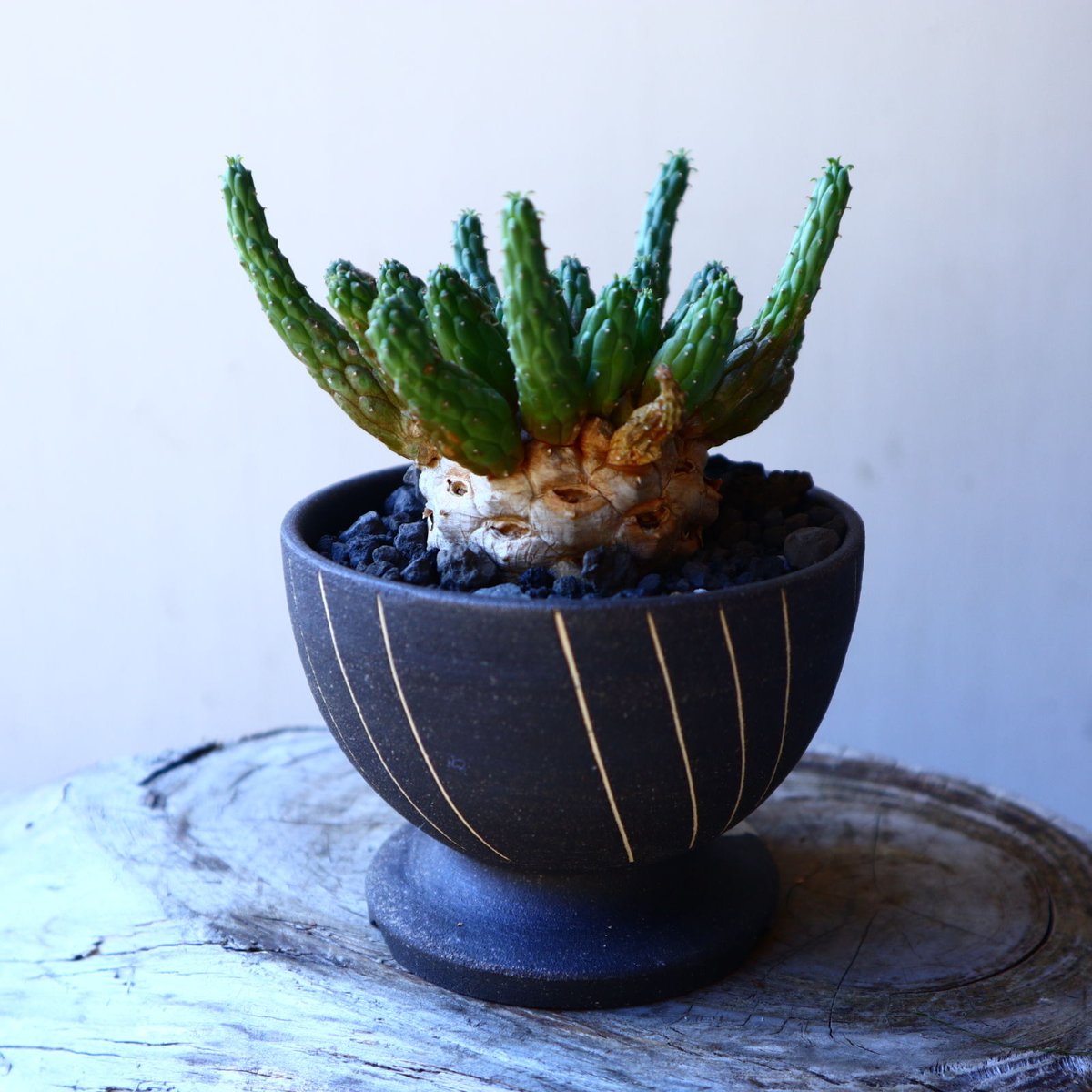 ユーフォルビア　エスクレンタ　現地球 Euphorbia esculenta