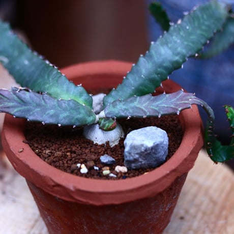 ユーフォルビア ステラータ 飛竜／Euphorbia stellata   no.21310