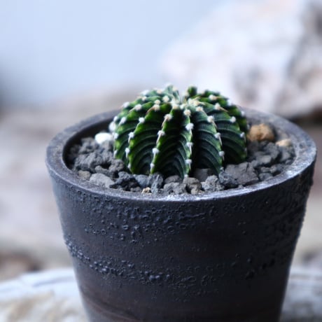 ギムノカリキウム   フィードリッフィーLB2178  Gymnocalycium friedrichii    no.91514