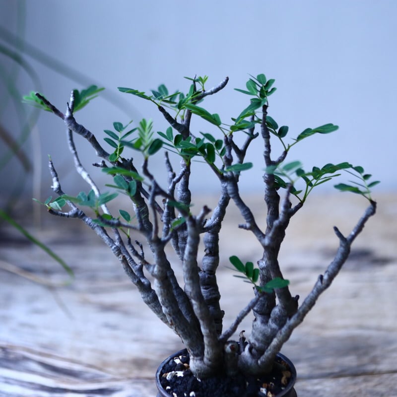 センナ メリディオナリス Senna meridionalis no.101821 | センナ メリディオナリス Senna meridionalis no.101821 |