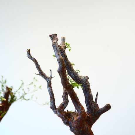 コミフォラ モンストローサ / Commiphora monstrosa   no.62507