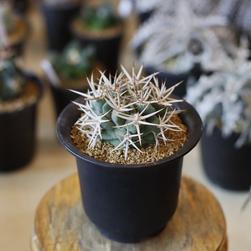 Gymnocalycium hybopleurum v. ferocior (3.5号) n