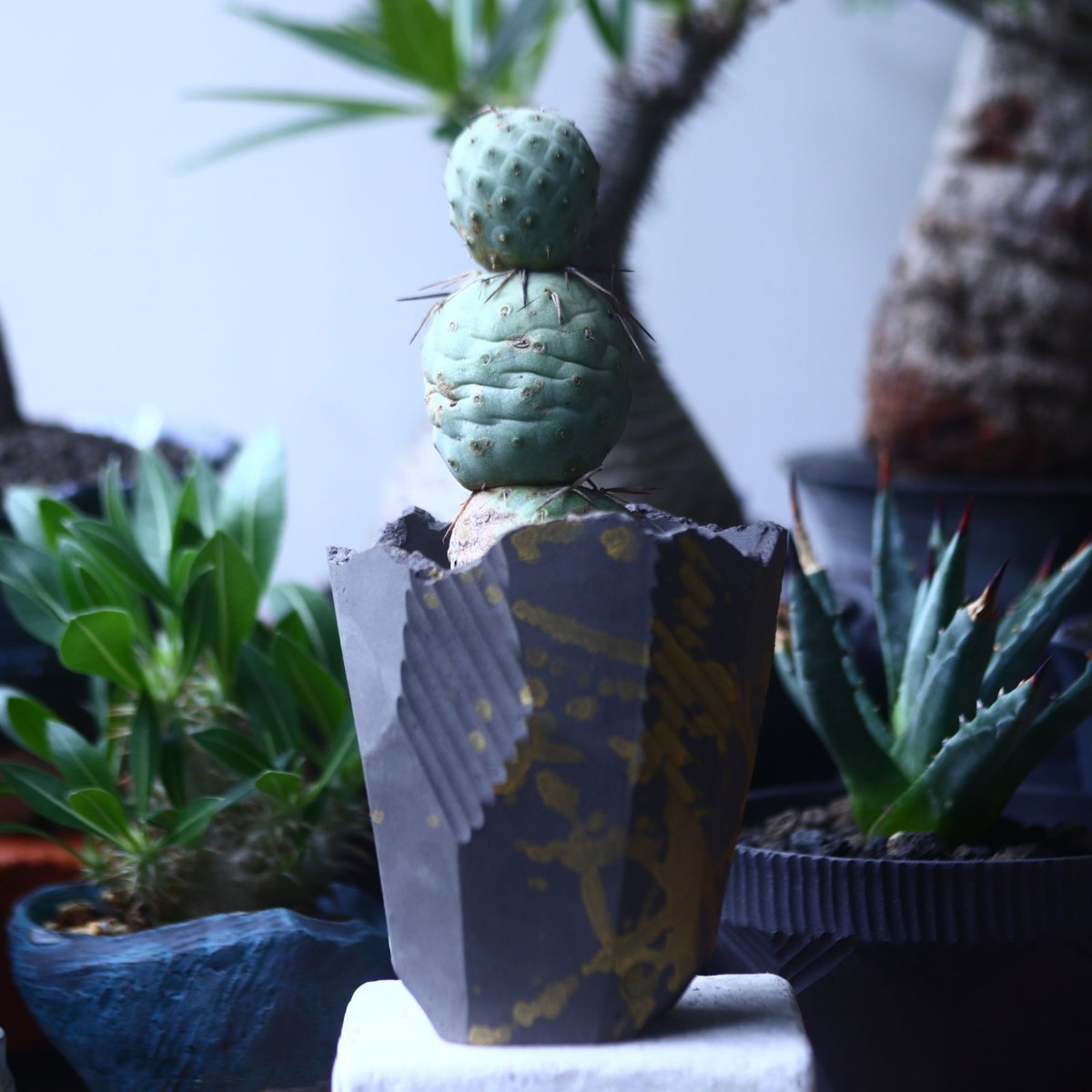 テフロカクタス ゲオメトリクス Tephrocactus geometricus