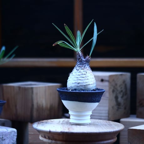 パキポディウム  グラキリス ／Pachypodium  gracilius     no.103163
