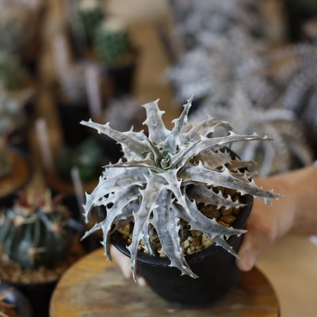 Dyckia ‘Little Wing' F2 (3号鉢)  no.1226/42