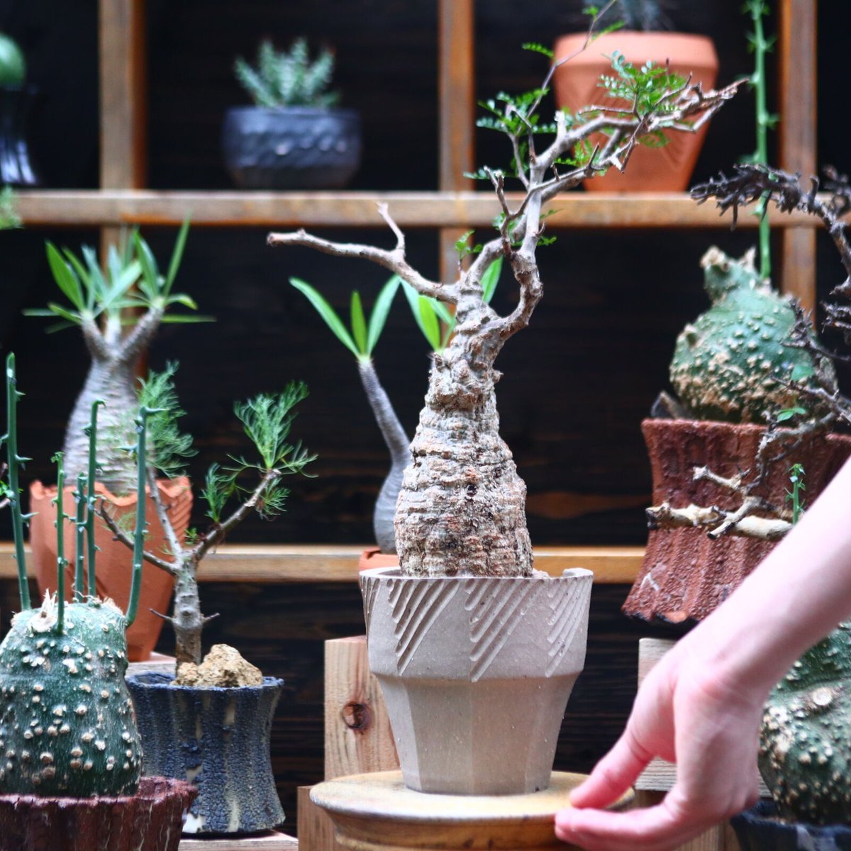 オペルクリカリア パキプス／Operculicarya pachypus no.7