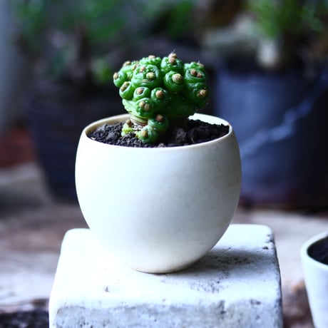 マミラリア ボカサナフレッド  Mammillaria bocasana cv. Fred  no.71935