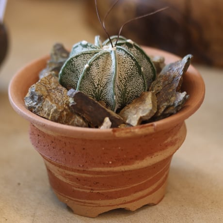 Astrophytum capricorne var. niveum (白瑞鳳) × N/OH  no.117-3