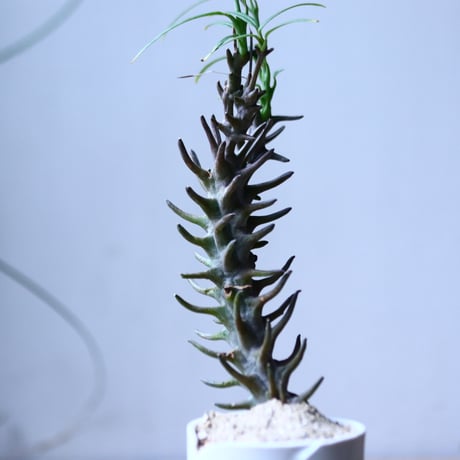 セロぺギア デモルファ   Ceropegia dimorpha   no.101829