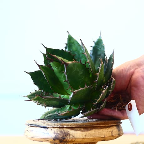 Agave horrida / Style of Chika   no.1015/39