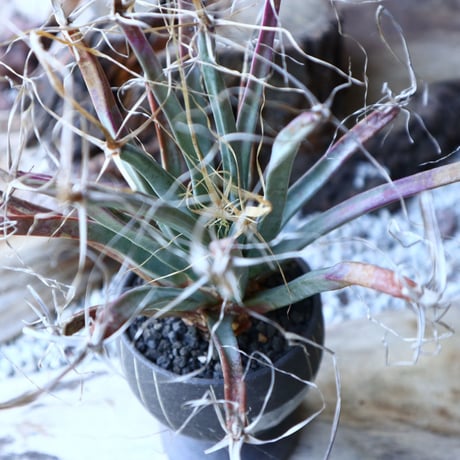 レウクテンベルギア  晃山    Leuchtenbergia principis  no.51921