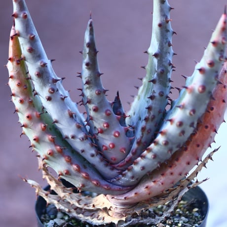 アロエ  マルロシー   Aloe marlothii    no.21415