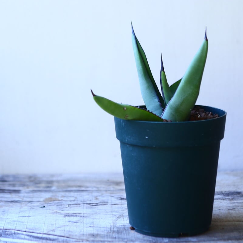 アガベ シャークスキン Agave Sharkskin no110819 | 芽の巣山 アガベ シャークスキン Agave Sharkskin no110819 | 芽の巣山